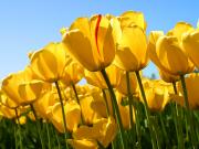 Yellow Tulips and Capitol Building
